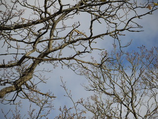Branches, Sky and Clouds