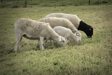Obraz na płótnie Canvas sheep and lamb feeding in green pasture
