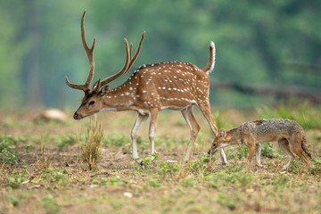 unusual behaviour by very 2 different specie