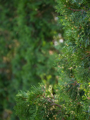 Beautiful green christmas leaves of Thuja trees. Thuja twig, Thuja occidentalis is an evergreen...