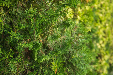 Beautiful green christmas leaves of Thuja trees. Thuja twig, Thuja occidentalis is an evergreen coniferous tree. Platycladus orientalis (also known as Chinese thuja, Oriental arborvitae.