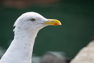 The birds