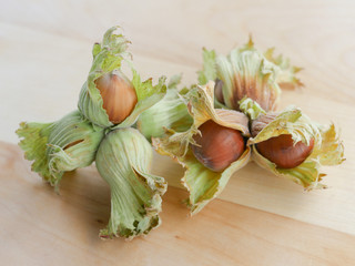 Hazelnuts in dried leaf shells