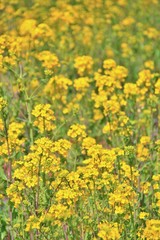 爽やかな菜の花畑