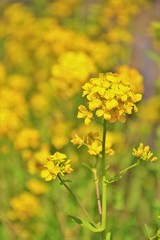 爽やかな菜の花畑