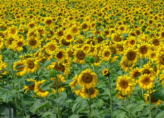 Sunflowers field in Custer State Park in the Black Hills, South Dakota, USA