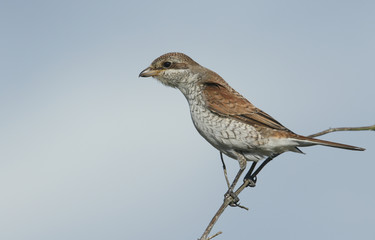 A stunning Red-backed shrike (Lanius collurio) perched high on a branch.