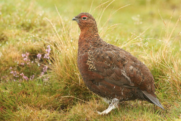 A stunning red Red Grouse  (Lagopus lagopus) standing on the grass in the moors on a rainy day.