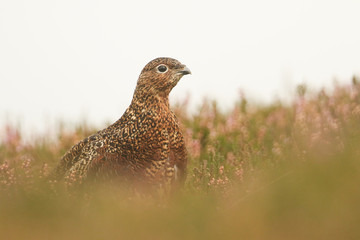 A stunning Red Grouse  (Lagopus lagopus) standing in the middle of heather on the moors.