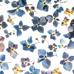 dry hydrangea flowers