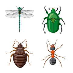 Vector illustration of insect and fly sign. Set of insect and element stock symbol for web.
