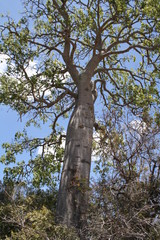 Fototapeta premium ghost gum tree in queensland, australia