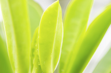 The beauty of nature leaves green blur. In the spring Under the morning light. Use as background and wallpapers.