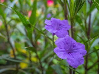 purple flower in the garden, Waterkanon
