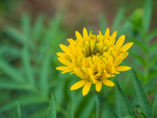 Beautiful blooming asia marigold flowers in the garden