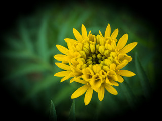 Beautiful blooming asia marigold flowers in the garden
