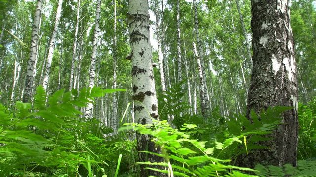 Beautiful panoramic summer scenery in the birch forest in a sunny windy day