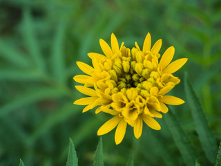 marigolds flowers in the garden