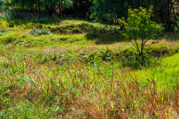 A bright summer landscape with green and orange vegetation and a young tree