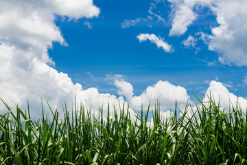 Sugarcane field in blue sky and white cloud in Thailand