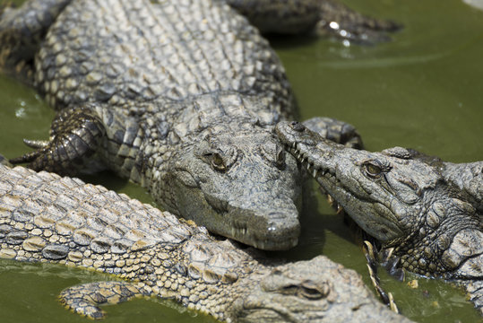 Young Crocodile resting in water in Crocodile Park, Uganda	