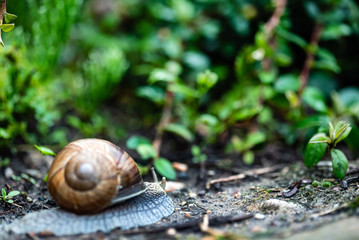 snail in the garden