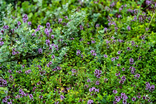 blooming thyme closeup