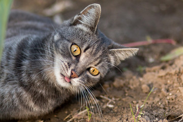 Naughty cat with his tongue out lying on the ground