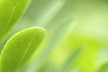 The beauty of nature leaves green blur. In the spring Under the morning light. Use as background and wallpapers.