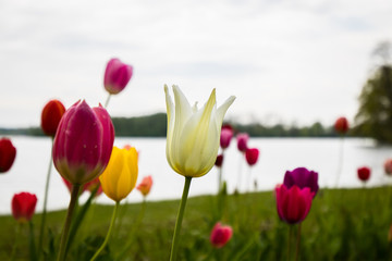 Tulpenwiese am Scharmützelsee