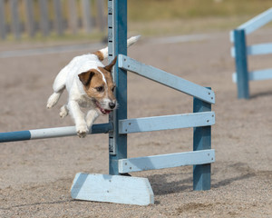 Jack Russell Terrier jumps over an agility hurdle in agility competition