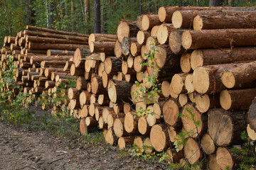 Stack of logs waiting to be transported for industrial purposes