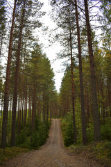 Obraz premium Up and down road in the forest with lots of pine trees