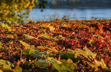 Early autumn morning on the banks of the Neva river in St. Petersburg.
