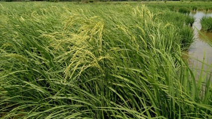 a view at paddy plantation