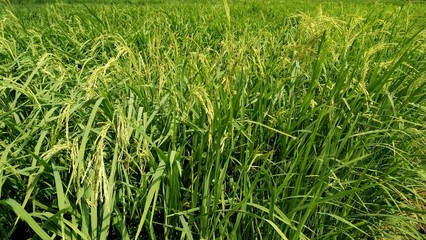 a view at paddy plantation