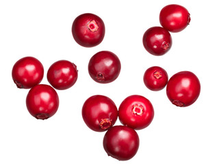 Lingonberry vaccinium vitis-idaea, paths, top