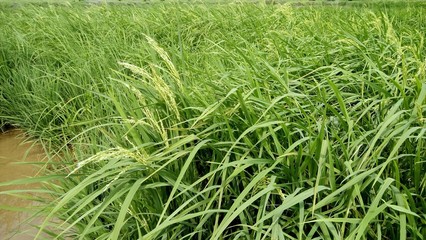 a view at paddy plantation