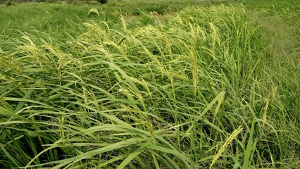 a view at paddy plantation