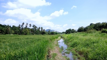 Fototapeta na wymiar a view at paddy plantation