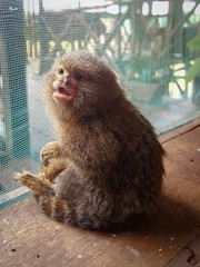 Little baby monkey in the amazon of Peru
