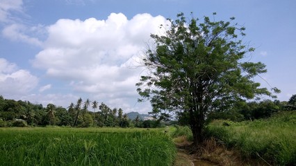 Fototapeta na wymiar a view at paddy plantation