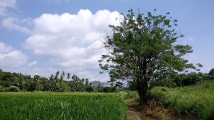 a view at paddy plantation