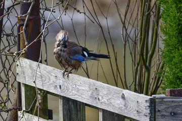 A wet Eurasian jay