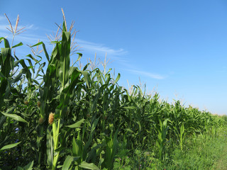 Green corn field and blue sky with white clouds. Agricultural landscape in sunny day