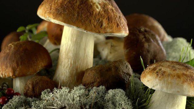 Forest mushrooms. Cepes. Natural product. Delicacy Rotation. 4K.