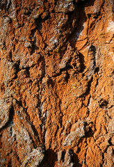 Red bark tree texture background.