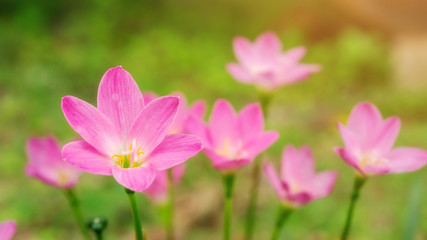 Fototapeta premium Pink Zephyranthes Lily flower in a garden.