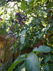 Elder fruit, plant