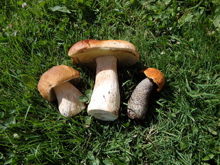 Boletus edulis - edible mushroom,(penny bun, cep, porcino or porcini, king bolete)